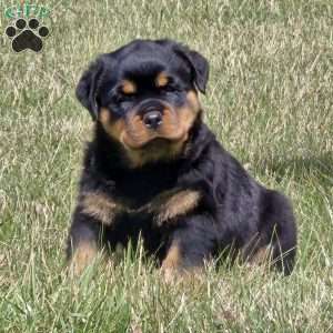 Mr Big Bro, Rottweiler Puppy